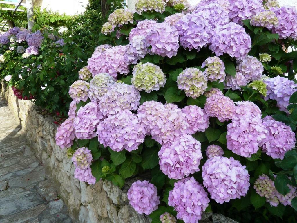 Nice Apartment & Room In Cavtat Εξωτερικό φωτογραφία